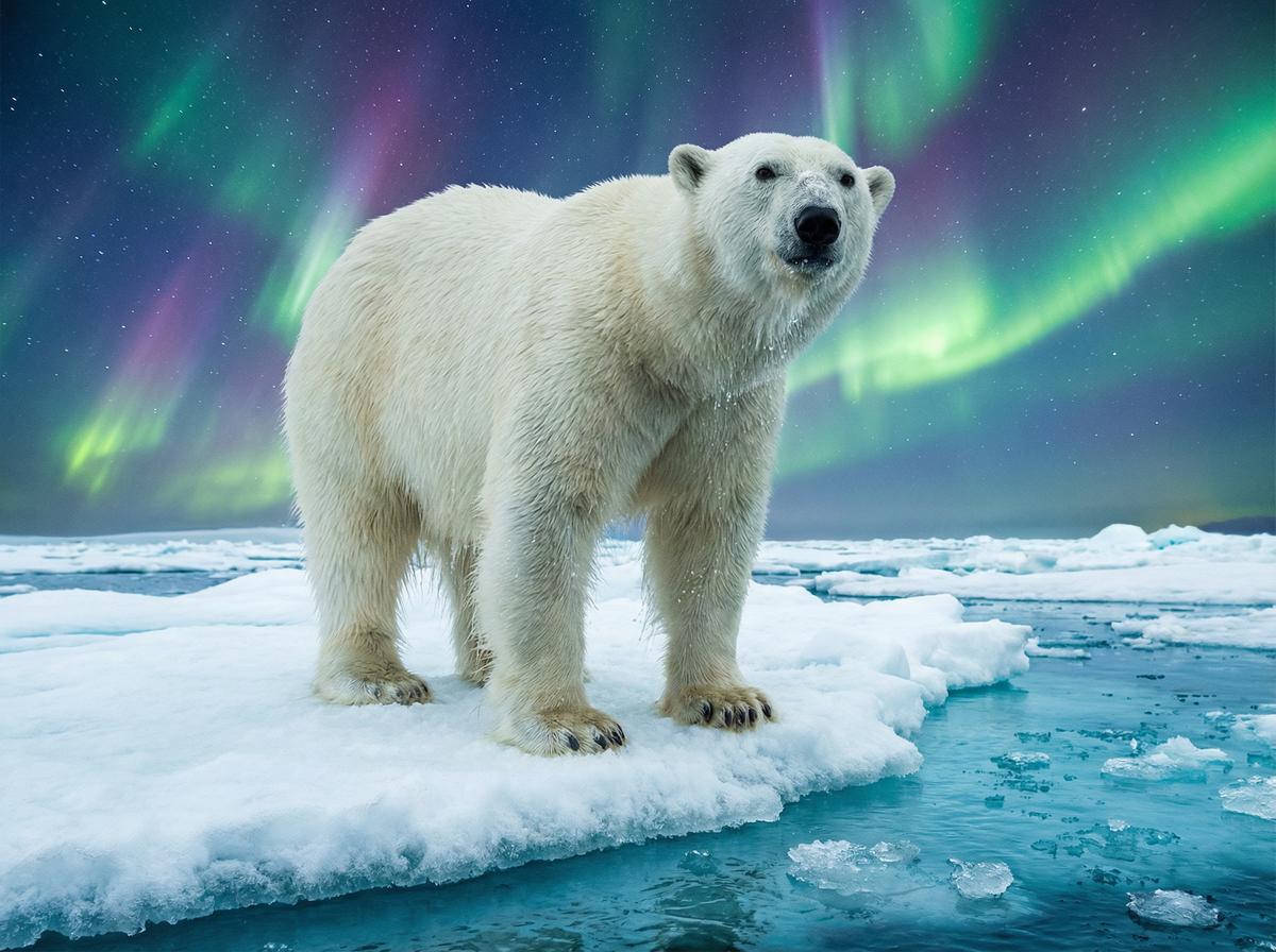 在线看片北极熊视频